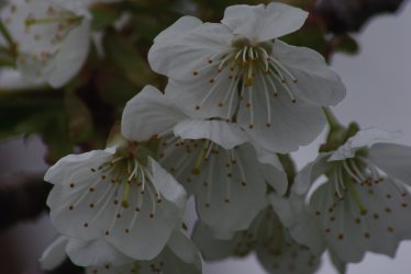 sping flowers.jpg