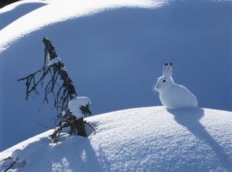 Snowshoe-Hare-69093664.jpg