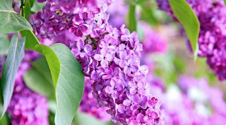 platt-hill-nursery-the-best-spring-flowering-trees-shrubs-pink-hydrangeas-close-up-1080x600.jpg