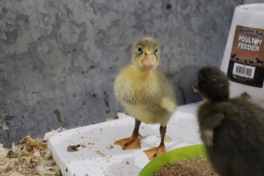 spring duck.jpg