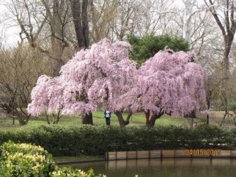 springtime-cherry-trees.jpg