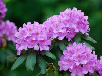 purple-rhododendron-flowers.jpg