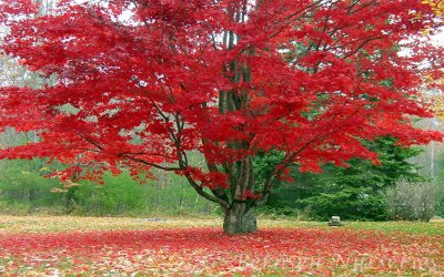 maple__88746.1511651589.jpg