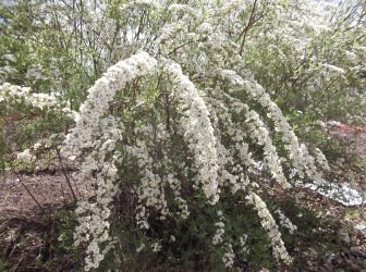 Spirea.jpg