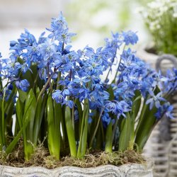 scilla_siberica_cropped_1.jpg