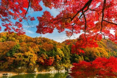low-angle-view-of-maple-tree-against-sky-752197887-5aa9782da9d4f900373d5e02_orig.jpg