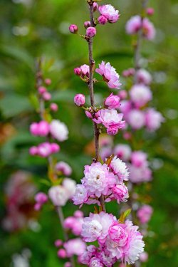 Prunus-Glandulosa-Flowering.jpg