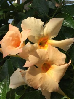 spring flowers 10.jpg