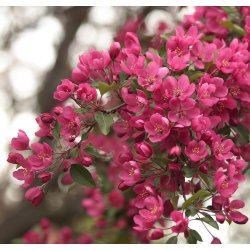 online-orchards-ornamental-trees-flca002-64_1000.jpg