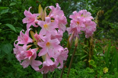 Belladonna_EF east garden (1).JPG