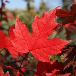 autumn-blaze-maple-tree-leaves_560x560_crop_center.jpg