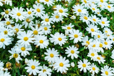 summer-perennial.jpg