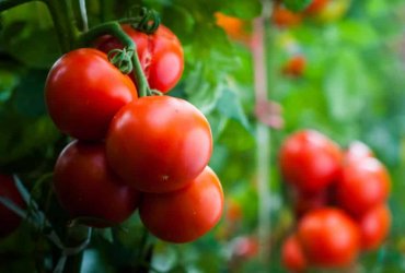 plantar-tomate.jpg