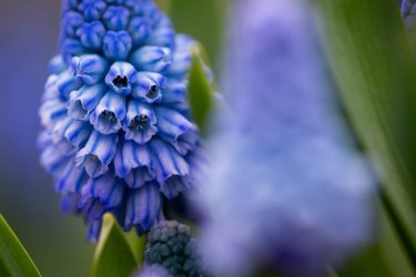 Muscari-azureum_1.jpg