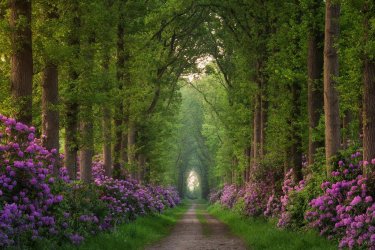 Beautiful Lane.jpg
