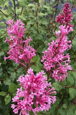 Lilac-Bloomerang-Dwarf-Pink-1_thumbnail.jpg