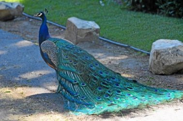 TDB-L-PEAFOWL-0109-1.jpg