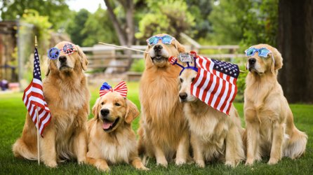 patriotic-dog-1-698x392.jpg