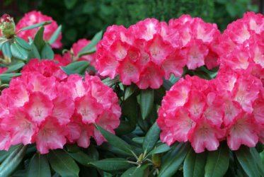 Rhodedendrom.jpg
