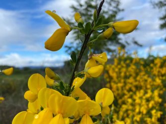Salmon Point yellow flower.jpg