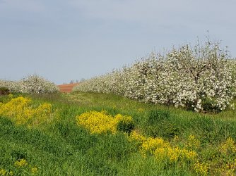 annapolis valley apple trees.jpg