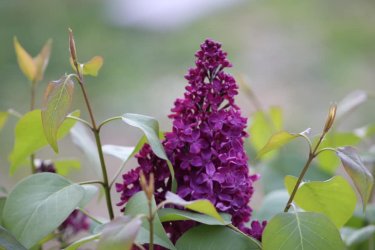 spring flower.jpg