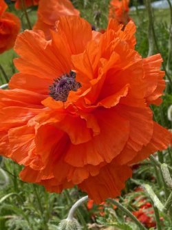 oriental poppy.jpg