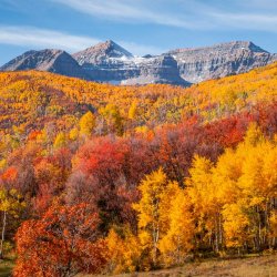 scenic-view-of-trees-during-autumn-against-sky-royalty-free-image-1568058649.jpg