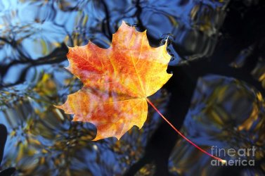 autumn-leaf-on-the-water-michal-boubin.jpg