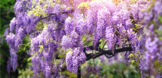 flowering-shurbs-sensational-spring-color-1080x520.jpg