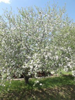 apple blossoms.jpg