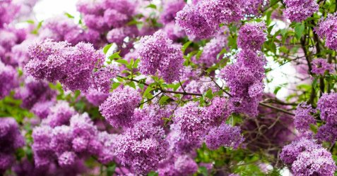 Fragrant-Flower-and-Shrub-Favorites-FB.jpg