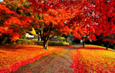 painterly-autumn-path-beverly-cash.jpg