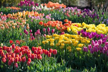 tulips-in-trial.jpg