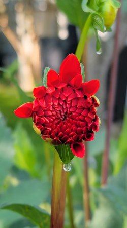 dahlia.jpg