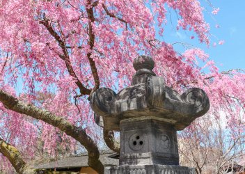 brooklyn-botanic-garden-cherry-blossoms-5.jpg