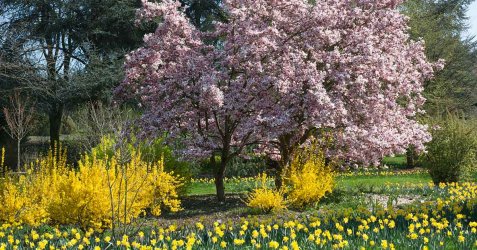 Early-Spring-Flowering-Plants.jpg