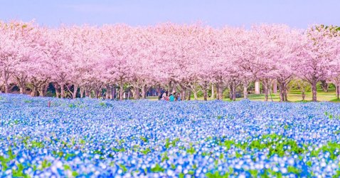 cherry_blossoms.jpg
