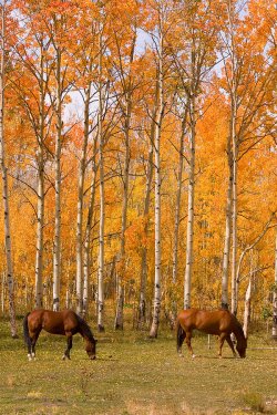 two-colorado-high-country-autumn-horses-james-bo-insogna.jpg