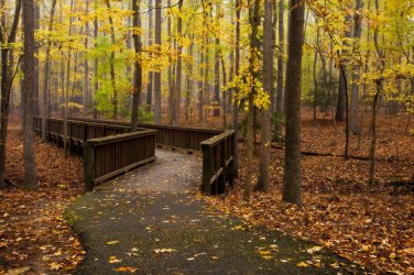autumn-path-amy-jackson.jpg