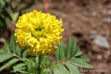 yellow flower.jpg