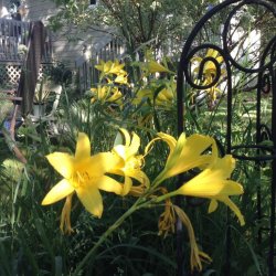 Yellow Flowers.jpg