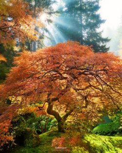 portland-japanese-garden-gavin-hardcastle-fototripper-4x5-full-tree-819x1024.jpg