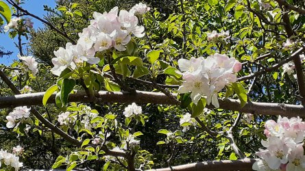 blossoms.jpg
