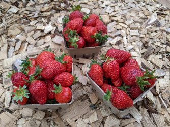 spring berries.jpg