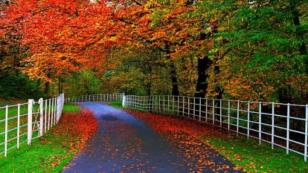 forests-parks-trees-leaves-roads-fences-natural-beauty-of-autumn-wallpaper-thumb.jpg