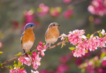 Birds-in-a-Garden.jpg