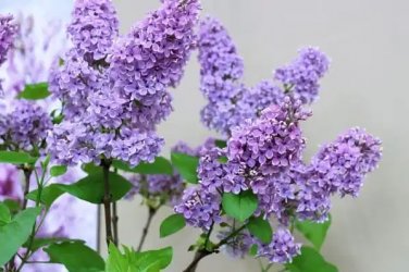 lilac-growing.jpg