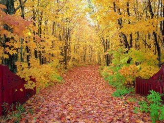 autumn-ffpath.jpg