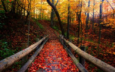 autumn-path.jpg